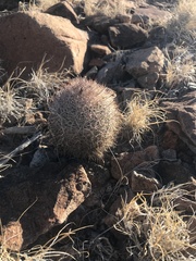 Echinomastus warnockii