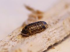 Armadillidium pulchellum