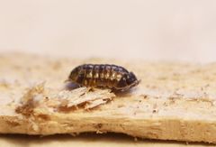 Armadillidium pulchellum