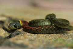 Rhabdophis