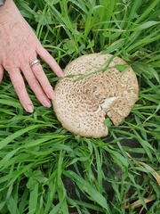 Saproamanita vittadinii