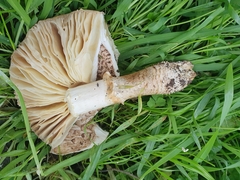 Saproamanita vittadinii