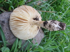 Saproamanita vittadinii