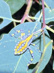 Amorbini