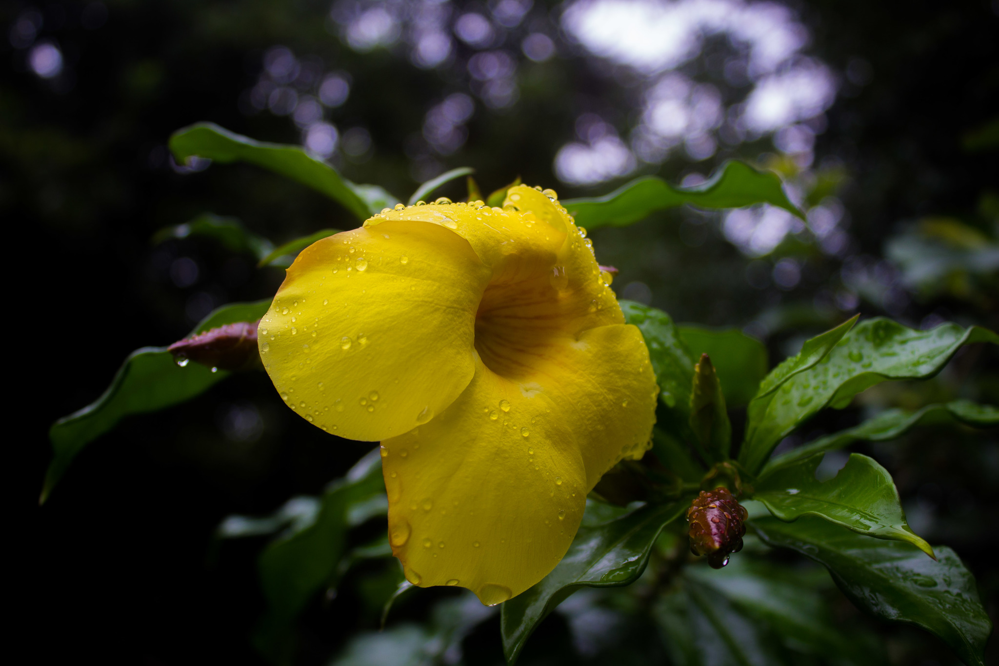 Allamanda cathartica