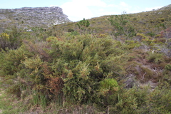 Cliffortia tridentata