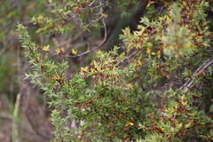 Cliffortia tridentata