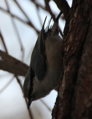 Sitta europaea asiatica