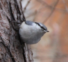 Sitta europaea asiatica