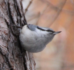 Sitta europaea asiatica