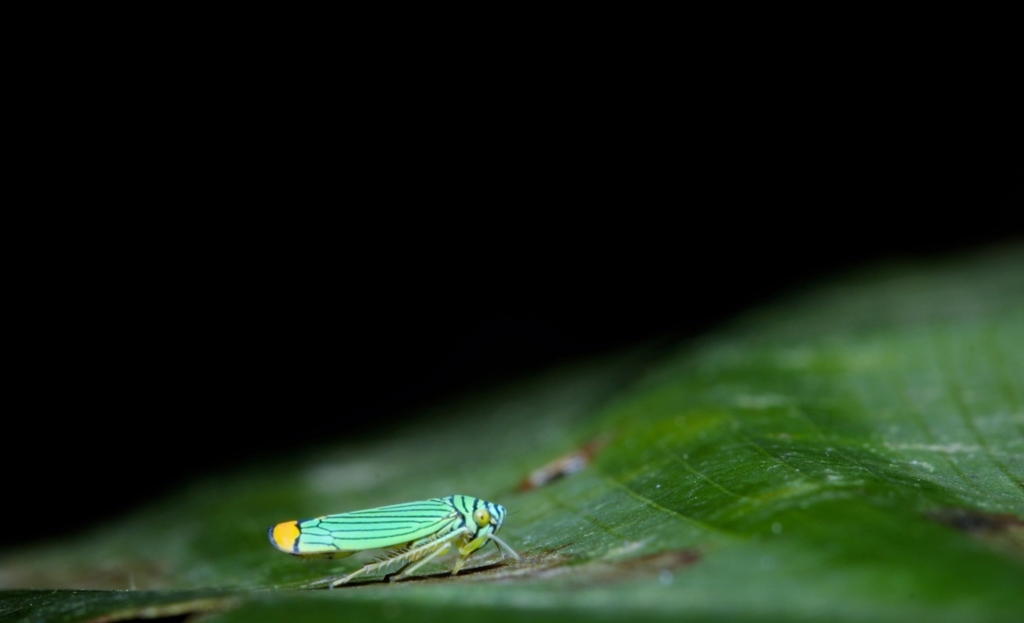 Laneola rubricauda