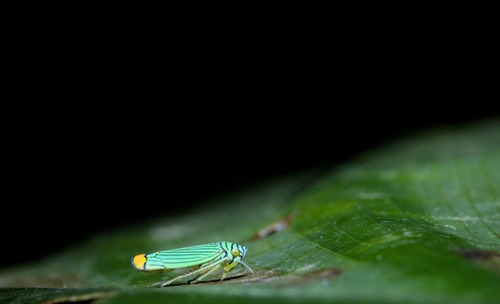 Laneola rubricauda