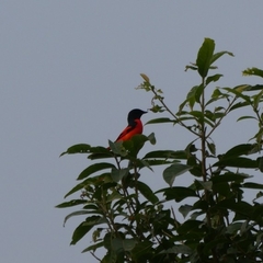Pericrocotus speciosus