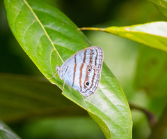 Caeruleuptychia cyanites
