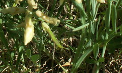 Lathyrus pallescens
