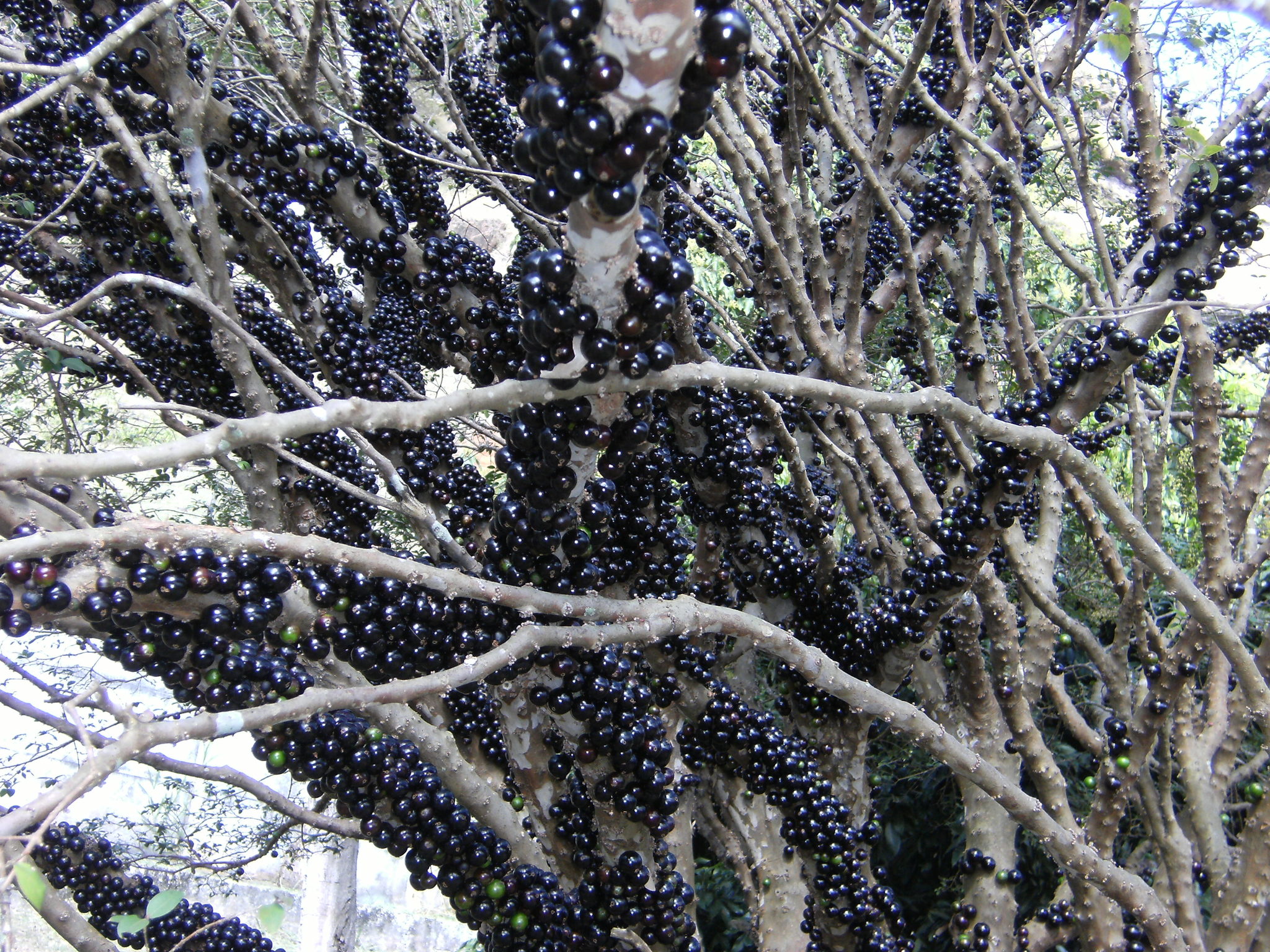 Plinia cauliflora