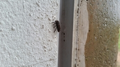 Zopheridae