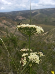 Nanobubon capillaceum