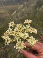 Nanobubon capillaceum
