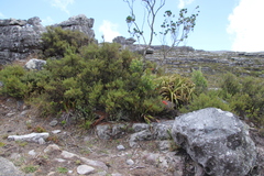 Cliffortia tridentata