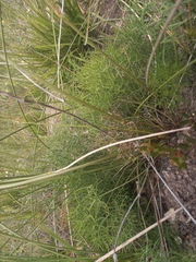 Nanobubon capillaceum