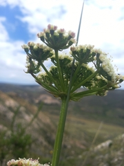 Nanobubon capillaceum