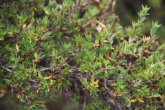 Cliffortia tridentata