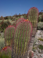 Ferocactus pilosus