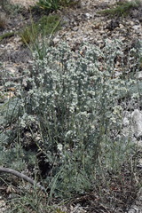 Artemisia alpina