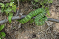 Trimeresurus albolabris