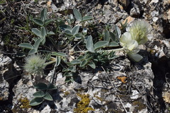 Hedysarum candidum