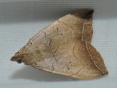 Simplicia armatalis