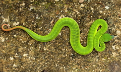 Trimeresurus albolabris