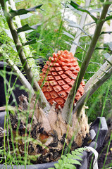 Encephalartos ferox