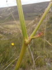 Nanobubon capillaceum