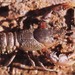 Conondale Spiny Crayfish - Photo (c) Keith A. Crandall, some rights reserved (CC BY-NC-SA)