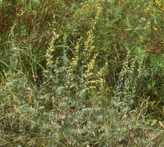 Artemisia armeniaca