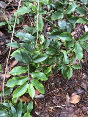 Ilex pedunculosa