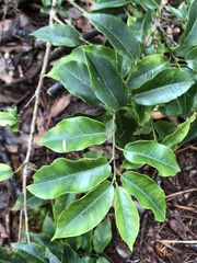 Ilex pedunculosa
