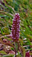 Elsholtzia strobilifera