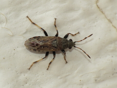 Heterogaster artemisiae