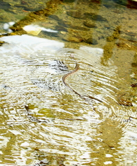 Trimerodytes aequifasciatus