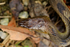 Trimerodytes aequifasciatus