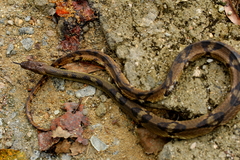 Trimerodytes aequifasciatus