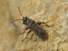 Heterogaster artemisiae