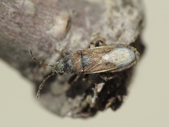 Heterogaster artemisiae