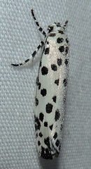 Ethmia clytodoxa