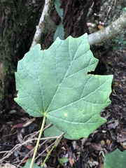 Sinopanax formosanus