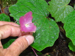 Rhodochiton atrosanguineus