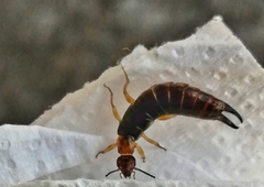 Euborellia annulipes